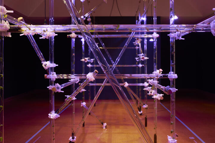 Miranda Bellamy and Amanda Fauteux, Pavilion, 2025, Hocken Gallery, Image courtesy of Hocken Collections Te Uare Taoka o Hākena